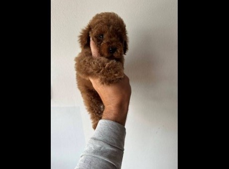 mini pudle 01.jpg